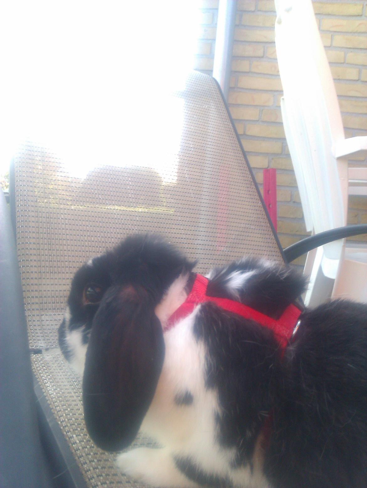 Kanin Hop`s Futte billede 6