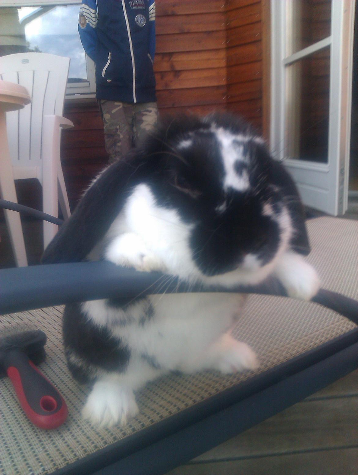 Kanin Hop`s Futte billede 7