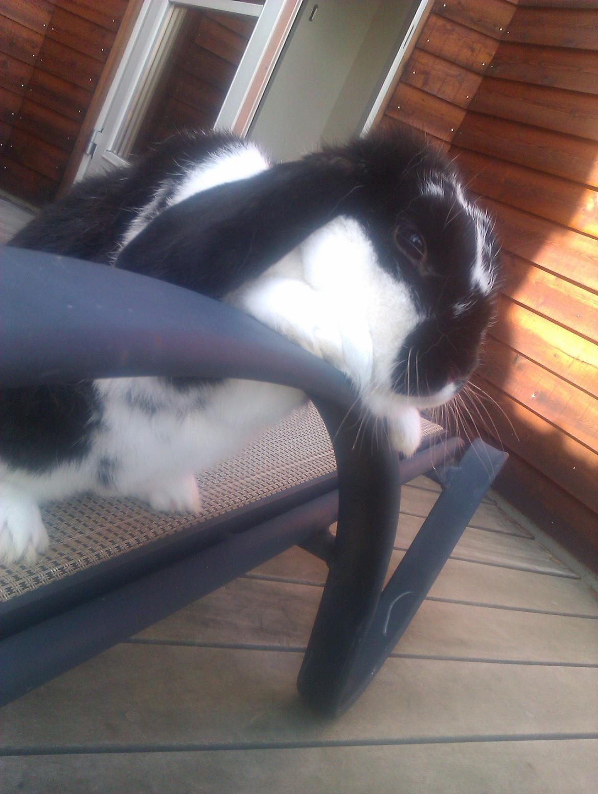 Kanin Hop`s Futte billede 8