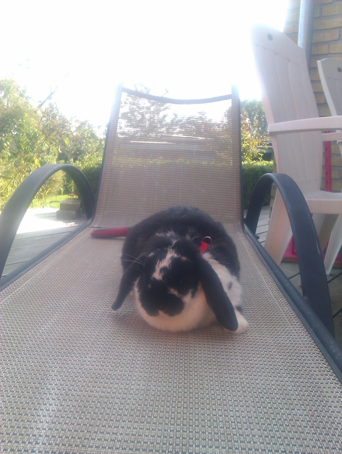 Kanin Hop`s Futte billede 9