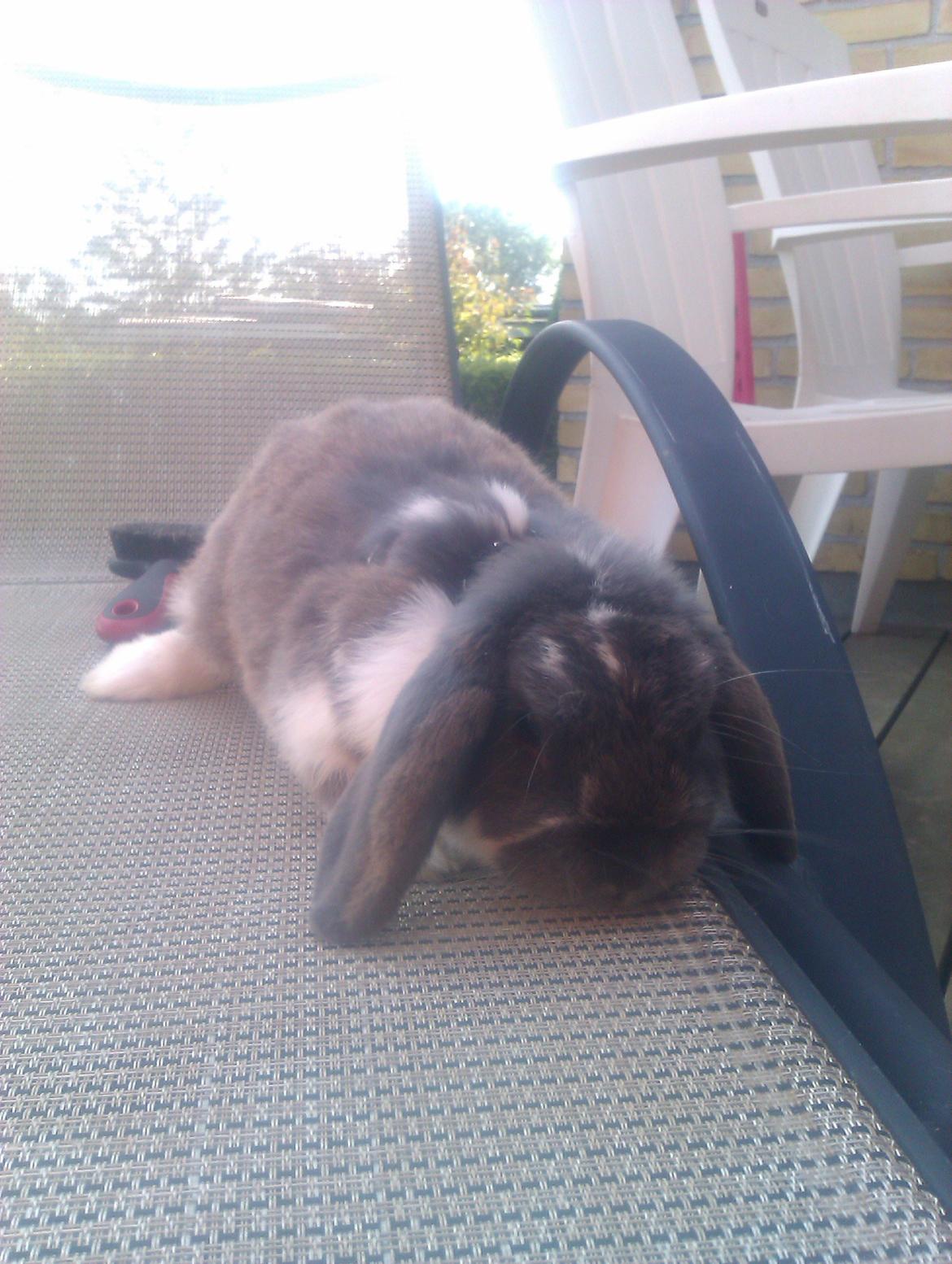 Kanin Hop`s Jeppe billede 1