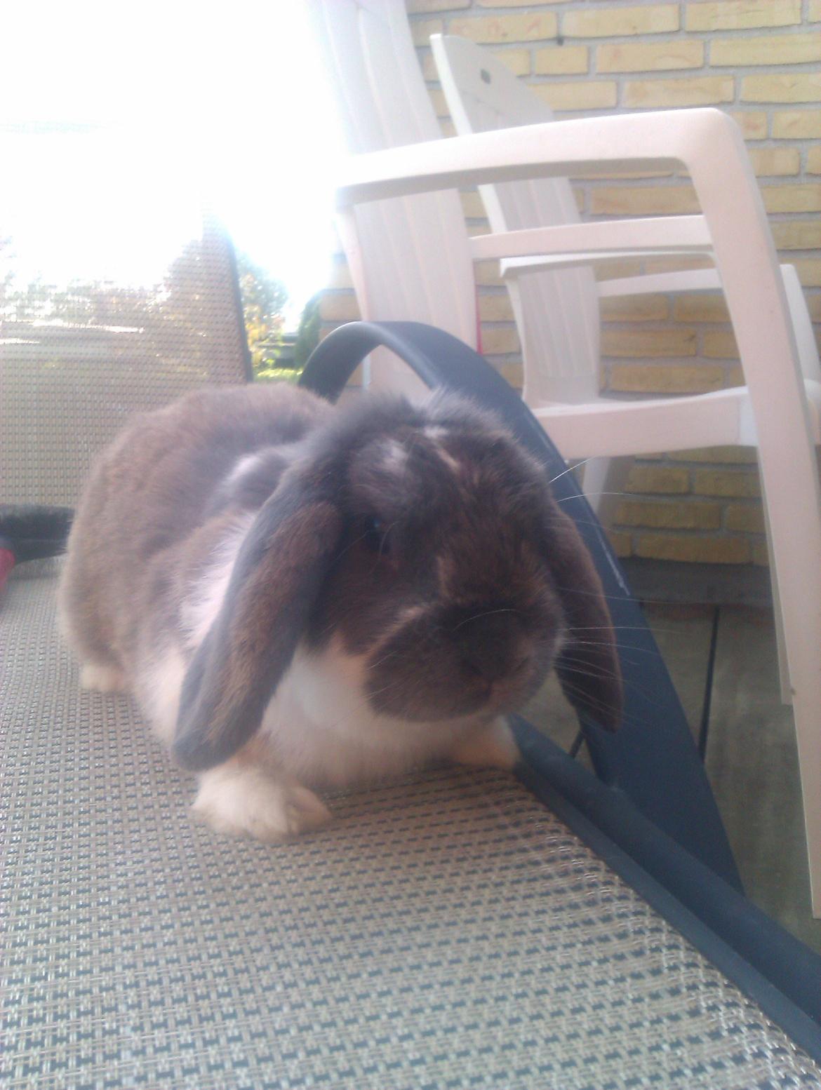 Kanin Hop`s Jeppe billede 2