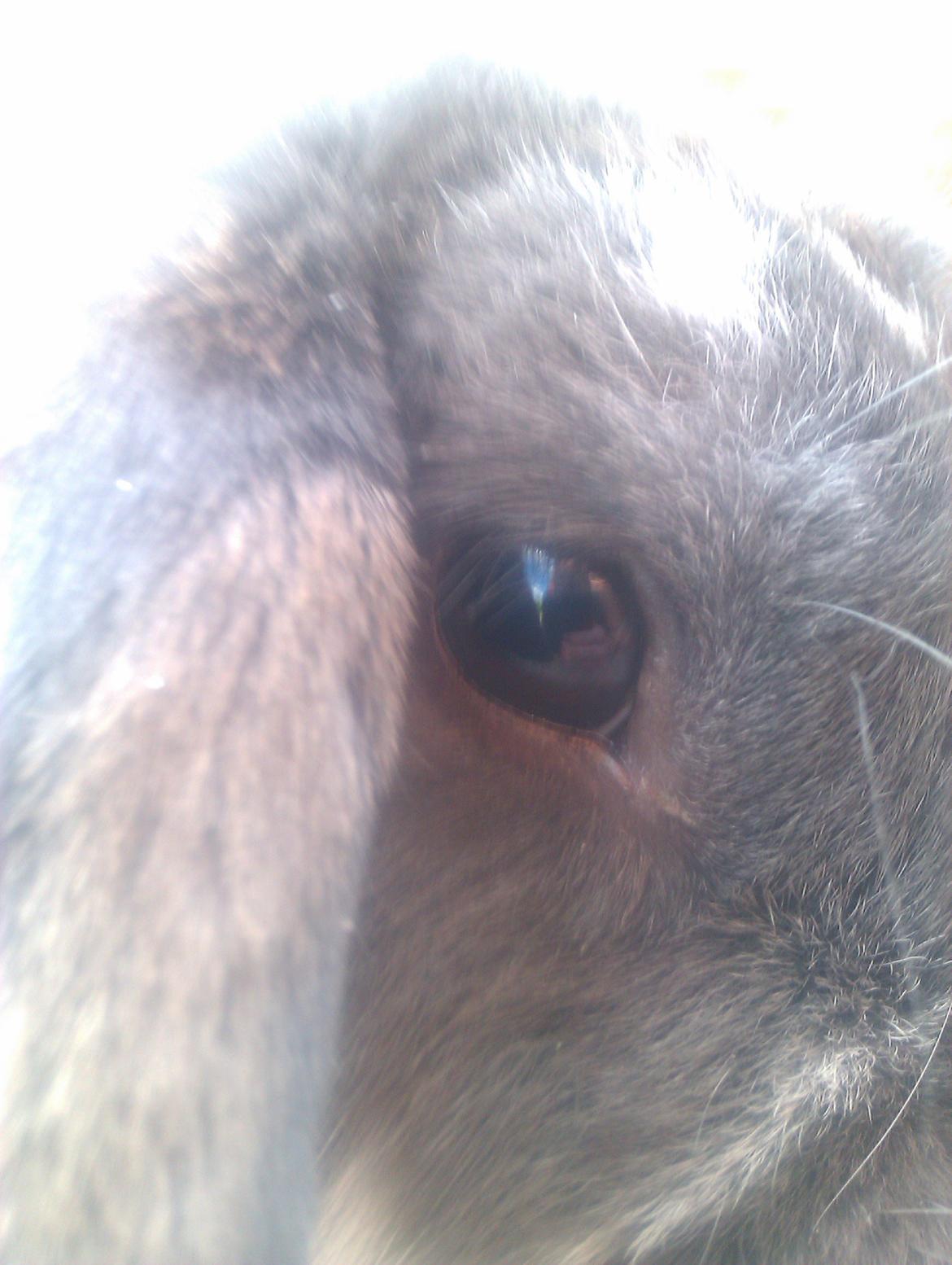 Kanin Hop`s Jeppe billede 3