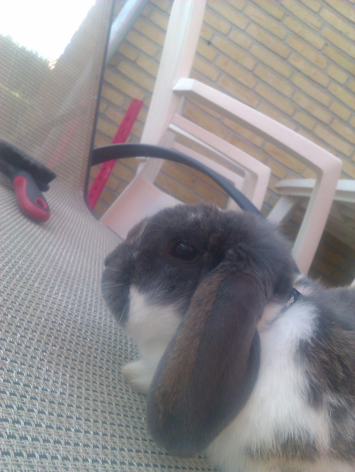 Kanin Hop`s Jeppe billede 4