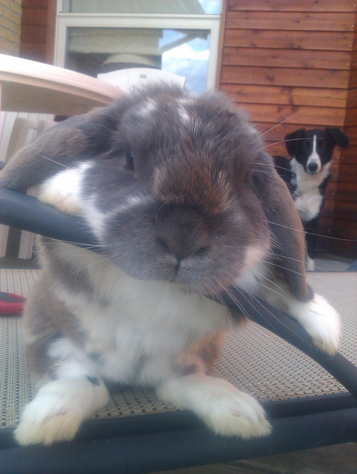 Kanin Hop`s Jeppe billede 5