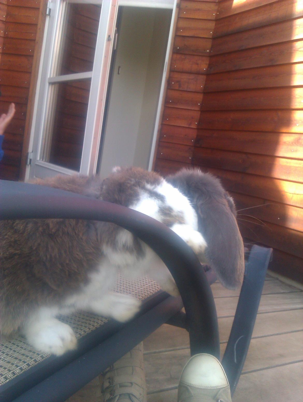 Kanin Hop`s Jeppe billede 6