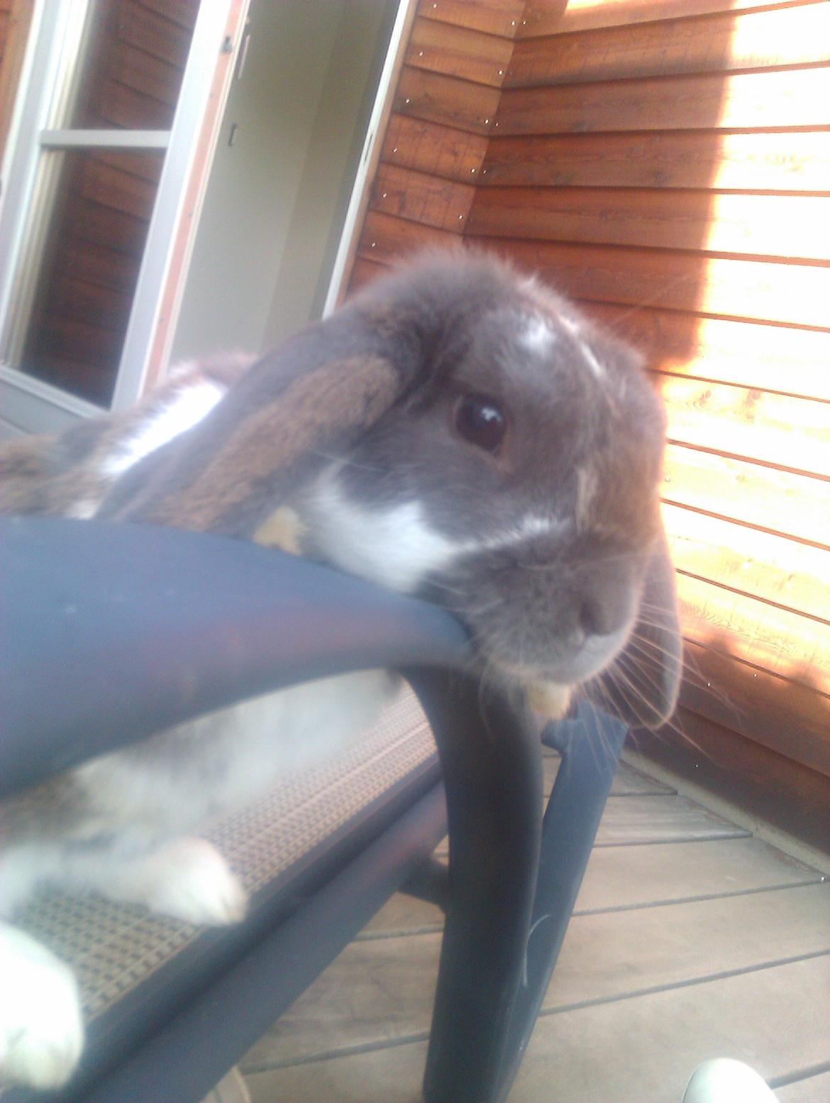 Kanin Hop`s Jeppe billede 7