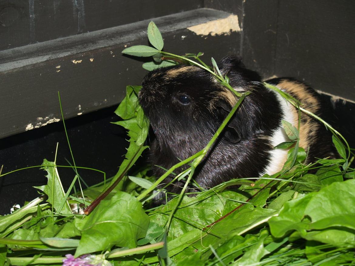 Marsvin Daphnie billede 14