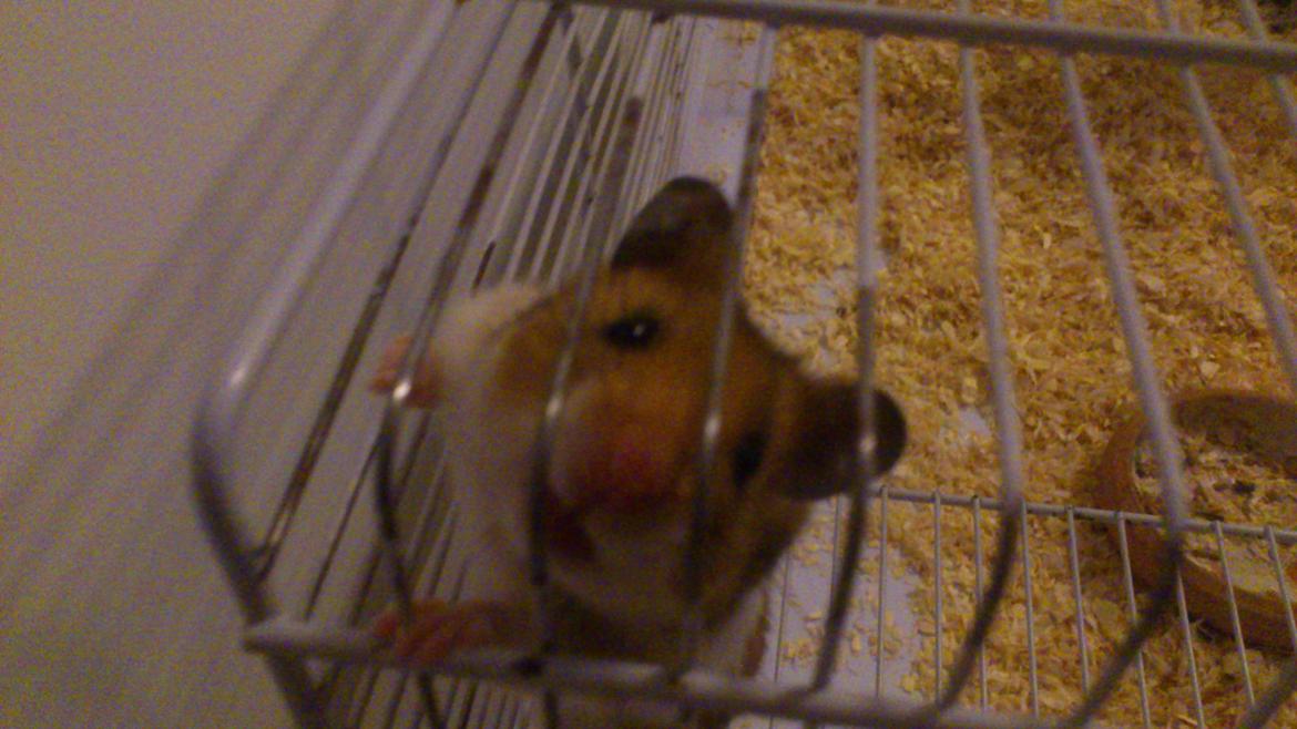 Hamster Cockie billede 1