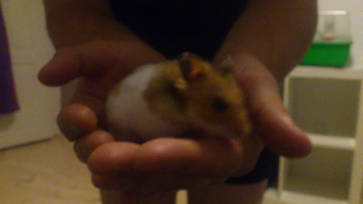 Hamster Cockie billede 2