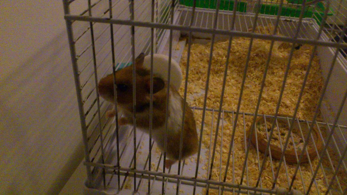 Hamster Cockie billede 3