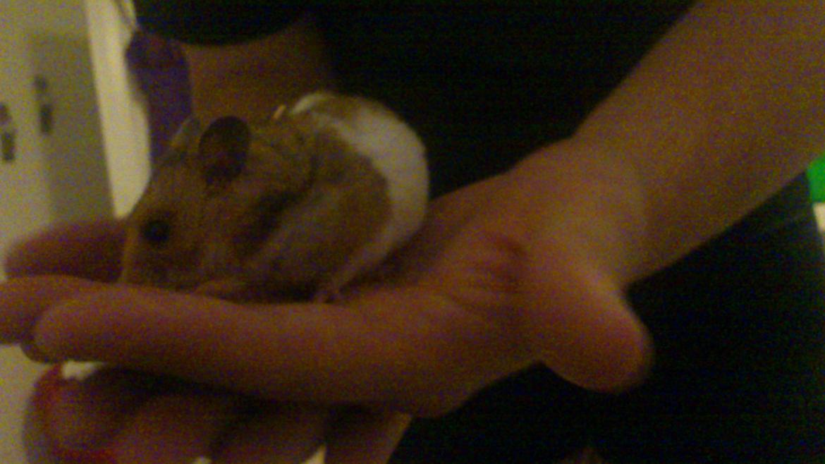 Hamster Cockie billede 4