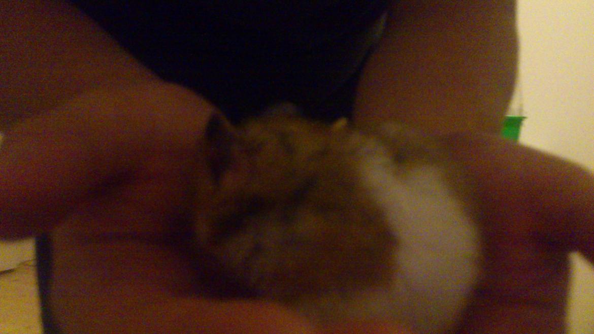 Hamster Cockie billede 5