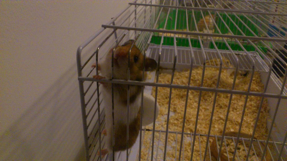 Hamster Cockie billede 6