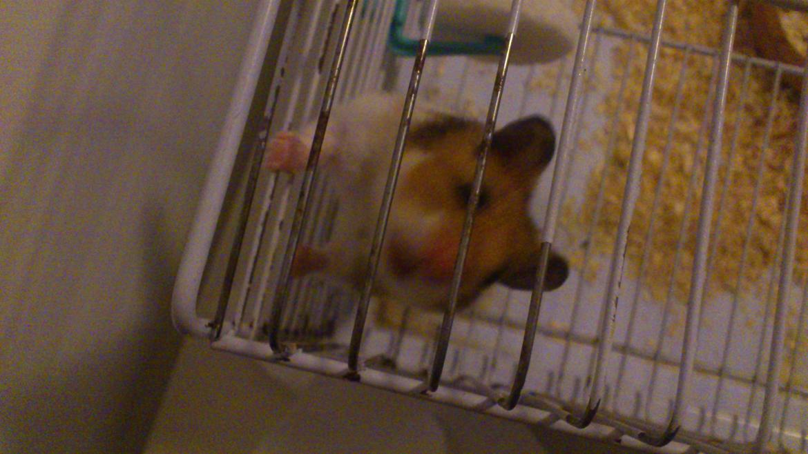 Hamster Cockie billede 7