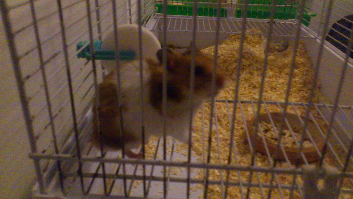 Hamster Cockie billede 8