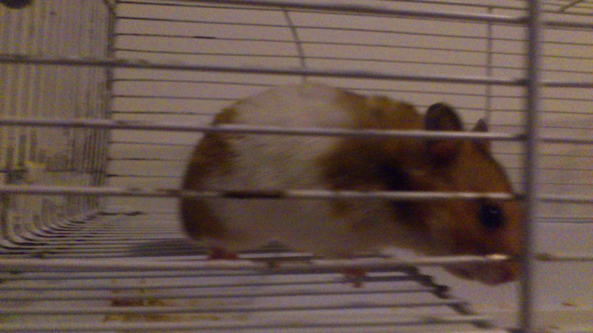 Hamster Cockie billede 9