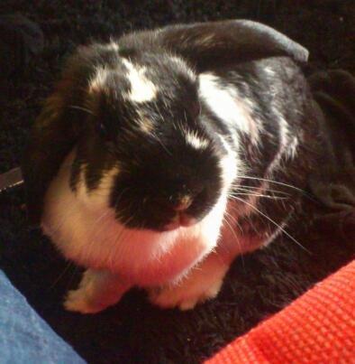 Kanin Bastian - Hej med jer. Velkommen til mit galleri.. billede 4