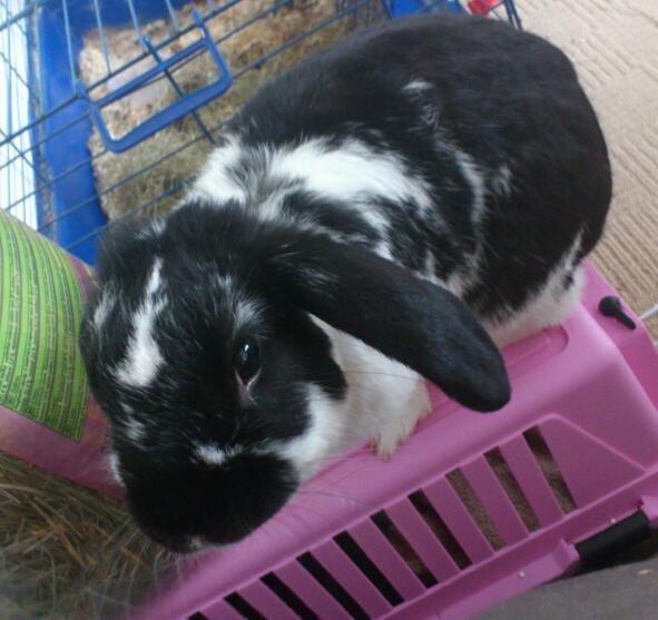 Kanin Bastian - Nuuussss miiiig, kom nuuu billede 8