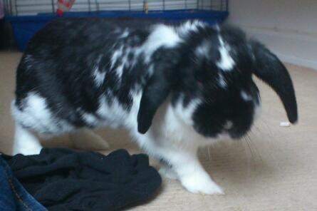 Kanin Bastian - Skal vi lege? billede 20