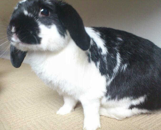 Kanin Bastian - hvad laver du med den telefon mor, du tager vel ikke billeder vil?! billede 17