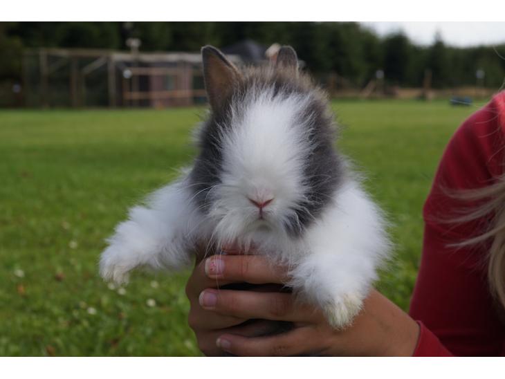 {{currentPhoto.altText}} billede {{currentPhoto.number}}