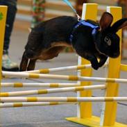 Kanin Gaunbys Matador - R.I.P.