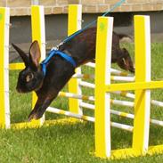 Kanin Gaunbys Matador - R.I.P.