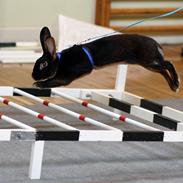 Kanin Gaunbys Matador - R.I.P.