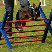 Kanin Gaunbys Matador - R.I.P.