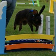 Kanin Gaunbys Matador - R.I.P.