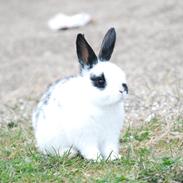 Kanin Kira bunnich andersen