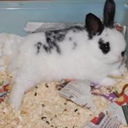 Kanin Kira bunnich andersen