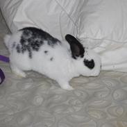 Kanin Kira bunnich andersen