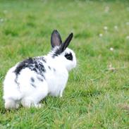 Kanin Kira bunnich andersen