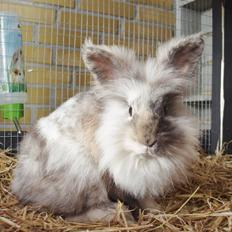 Kanin Bakkely´s Yoggi Yalla