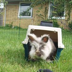 Kanin Bakkely´s Yoggi Yalla