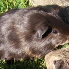 Marsvin Costalinkas MARION