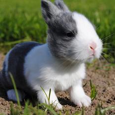 Kanin - ALOs Exploring Blast Takes The Lead *Ellie*