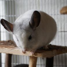 Chinchilla Chili