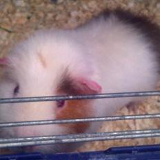 Marsvin Winthers ASKE