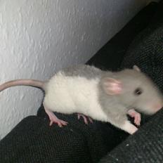 Tamrotte Mickey