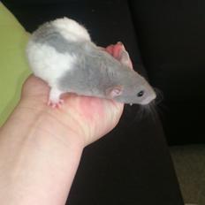 Tamrotte Mickey