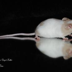 Mus LovelyMouse Ginger Amber