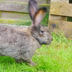 Kanin Marmalola!<3 (Big Mama) DEN UFORGLEMMELIGE!