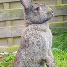 Kanin Marmalola!<3 (Big Mama) DEN UFORGLEMMELIGE!