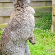 Kanin Marmalola!<3 (Big Mama) DEN UFORGLEMMELIGE!