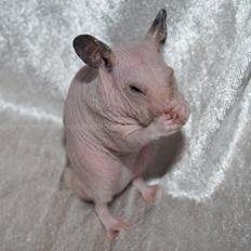 Hamster Rynke-Houdini † 2012 †