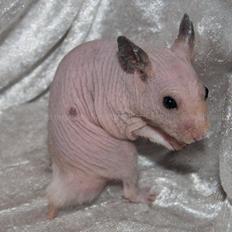 Hamster Rynke-Houdini † 2012 †