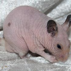 Hamster Rynke-Houdini † 2012 †